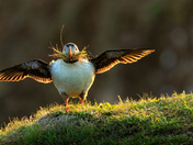 Sunrise with a Puffin 
