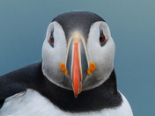 A close up of an Atlantic Puffin 