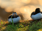 Sunrise with a sleepy Puffin 