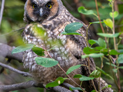 Long Ear Owls