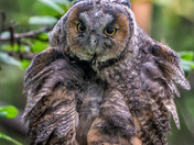 Long Ear Owls