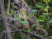 Long Ear Owls