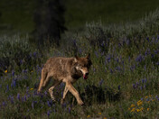 Yellowstone National Park 