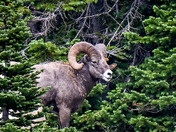 Glacier National Park