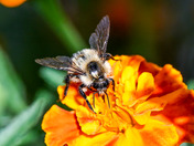 Glacier National Park