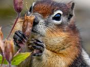 Glacier National Park