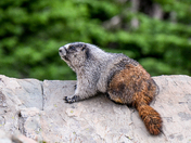Glacier National Park