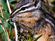 Glacier National Park