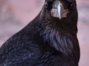 Arches National Park