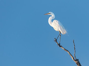 Great Egret