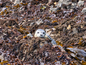 Yaquina Head Outstanding Natural Area