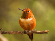Saguaro National Park