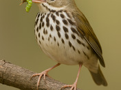 Ovenbird Warbler
