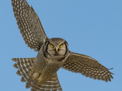 Northern Hawk Owl
