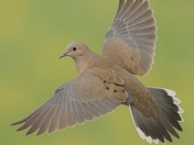 Mourning dove 