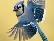 Blue Jay 