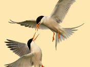Common tern 
