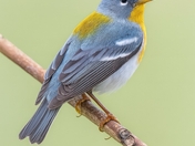 Northern Parula 