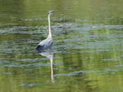 Great blue heron