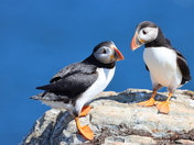 Puffin Perch