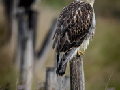 Juvenile Ferruginous Hawk (Buteo regalis)