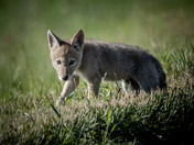 Coyote Pup