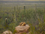 Saguaro National Park