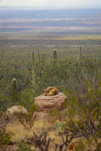Saguaro National Park