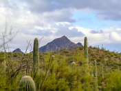Saguaro National Park