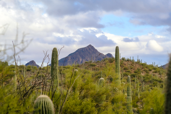 Saguaro National Park