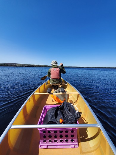 Superior National Forest