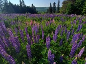 Superior National Forest