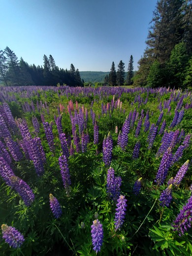 Superior National Forest