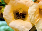 Trumpet vine, honeybee