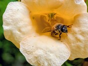 Trump vine Honey Bee