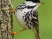 Blackpoll warbler