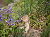 Glacier National Park