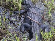 Everglades National Park