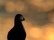Puffin in Sunrise 