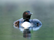 Common Loon with Chick 