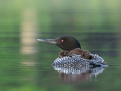 Common Loon with Chick on Back 