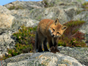 Red Fox Kit 