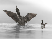 Monkey See, Monkey Do 