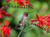 Anna’s Hummingbird