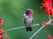 Anna’s Hummingbird