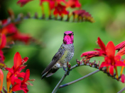 Anna’s Hummingbird