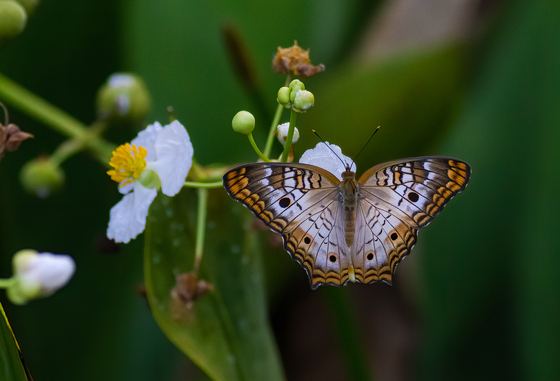 Arthur R. Marshall Loxahatchee National Wildlife Refuge