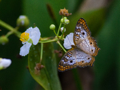 Arthur R. Marshall Loxahatchee National Wildlife Refuge