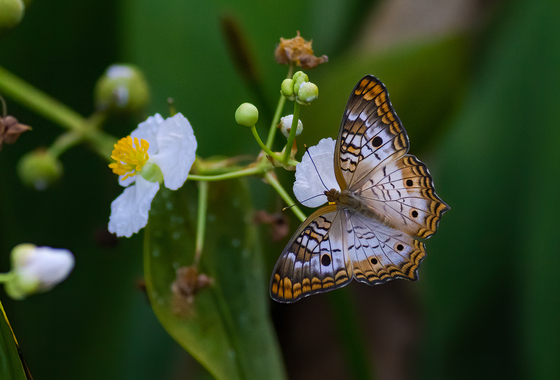 Arthur R. Marshall Loxahatchee National Wildlife Refuge