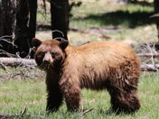 Yosemite National Park